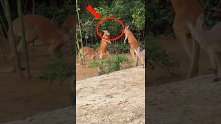 Why Are These Kangaroos Fighting Like Humans?! 😳