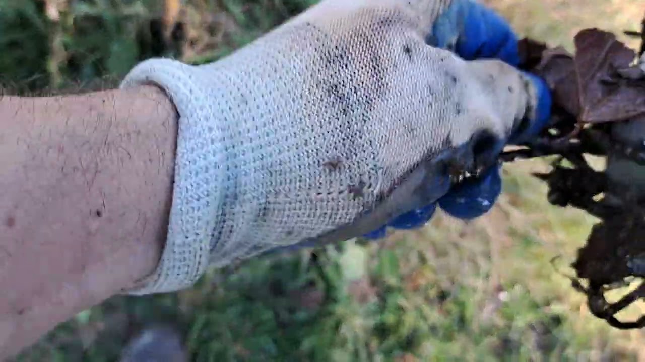 Magnet Fishing last couple tosses at the dog park 