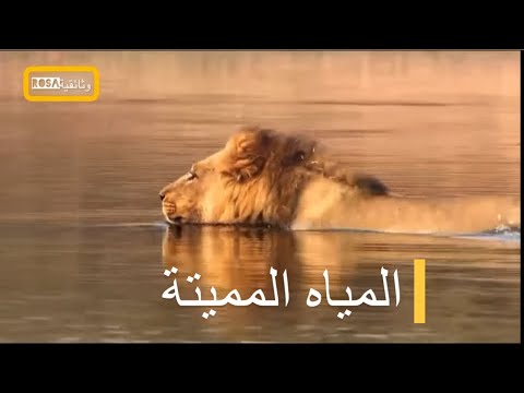 الحيوانات الأكثر فتكاً في أفريقيا 3: المياه المميتة | عرض جديد 2023 HD