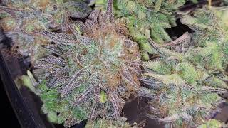 critical mass wet close up
