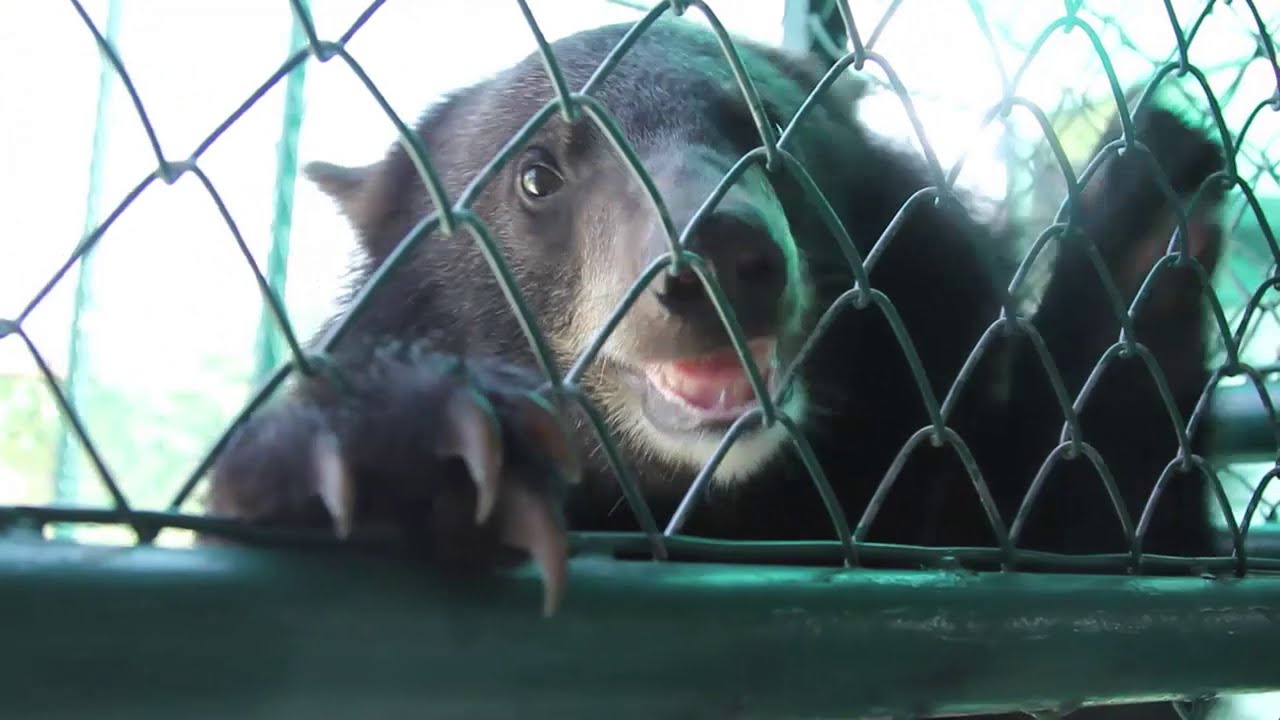 [Clip] Animals speak [by Mahidol] ปลูกสำนึกอนุรักษ์ ไม่เลี้ยงสัตว์ป่าผิดกฎหมาย ไม่พาพวกเขาออกจากป่า
