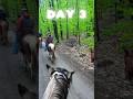 Come Camping With The Horses! Day 3 Pt.1 Last Day