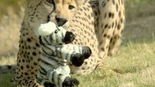 Robert The Zebra Cheetah Run Tv Spot