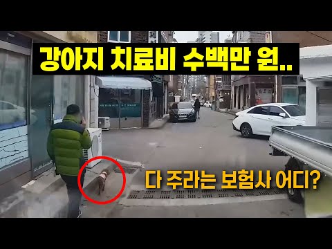 강아지 치료비만 수백만 <strong>원</strong> 나왔다는데, <strong>100</strong>% 내 잘못이라는 보험사!!