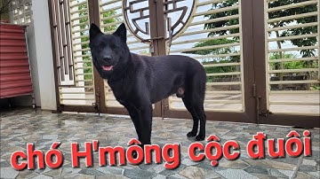 Chó mông cộc đen đẹp chó H