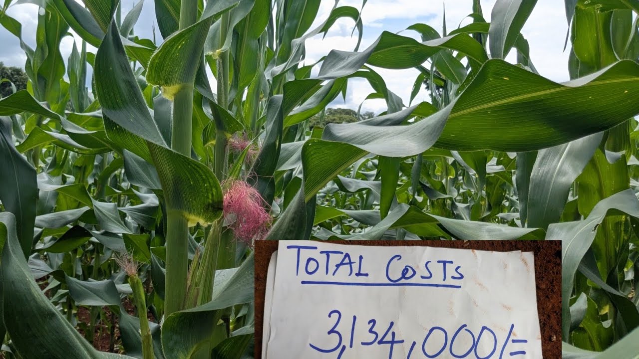 Gharama Halisi za Kulima Heka 9 za Mahindi 🌽 | Tumetumia Tsh 3,134,000 Tu!