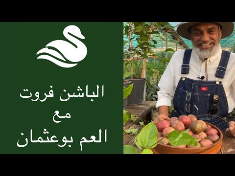 فيديو: فاكهة الآلام: خصائص مفيدة