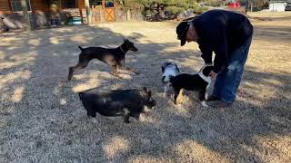 Mini Aussie double blue eyed tri plays with farm animals at Lindsey’s Aussies