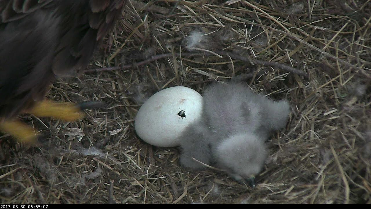 DC Eagle Cam 3-30-17: Hey Wait for Me! A Second Pip in DC.