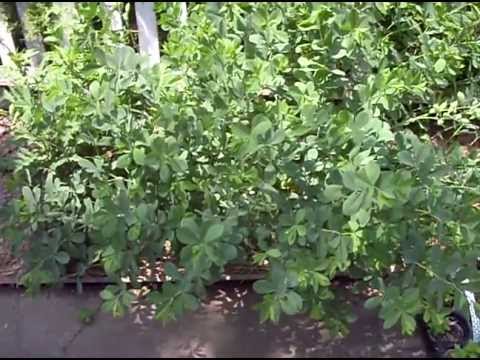 Come far crescere False Indigo - Giardinaggio 101 dal Dr. Greenthumb