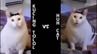 Kucing Tolol vs huh cat (bender chonky cat meme)