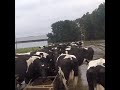 Forraje para las Vacas Lecheras