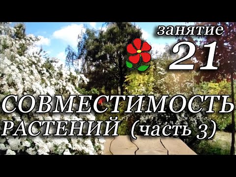 Видео: Что из следующего является химическим составляющим барвинка?