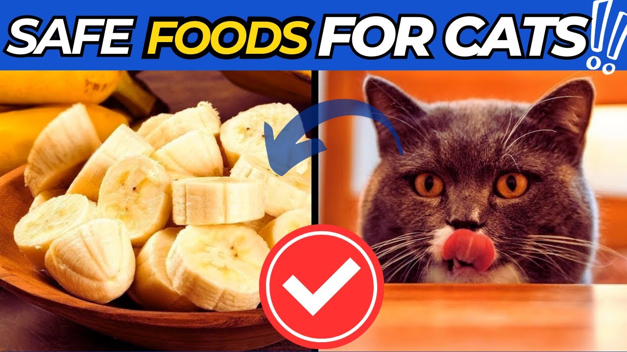 these-human-foods-will-improve-your-cat-s-health-youtube