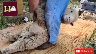 Babydoll Lamb getting sheared