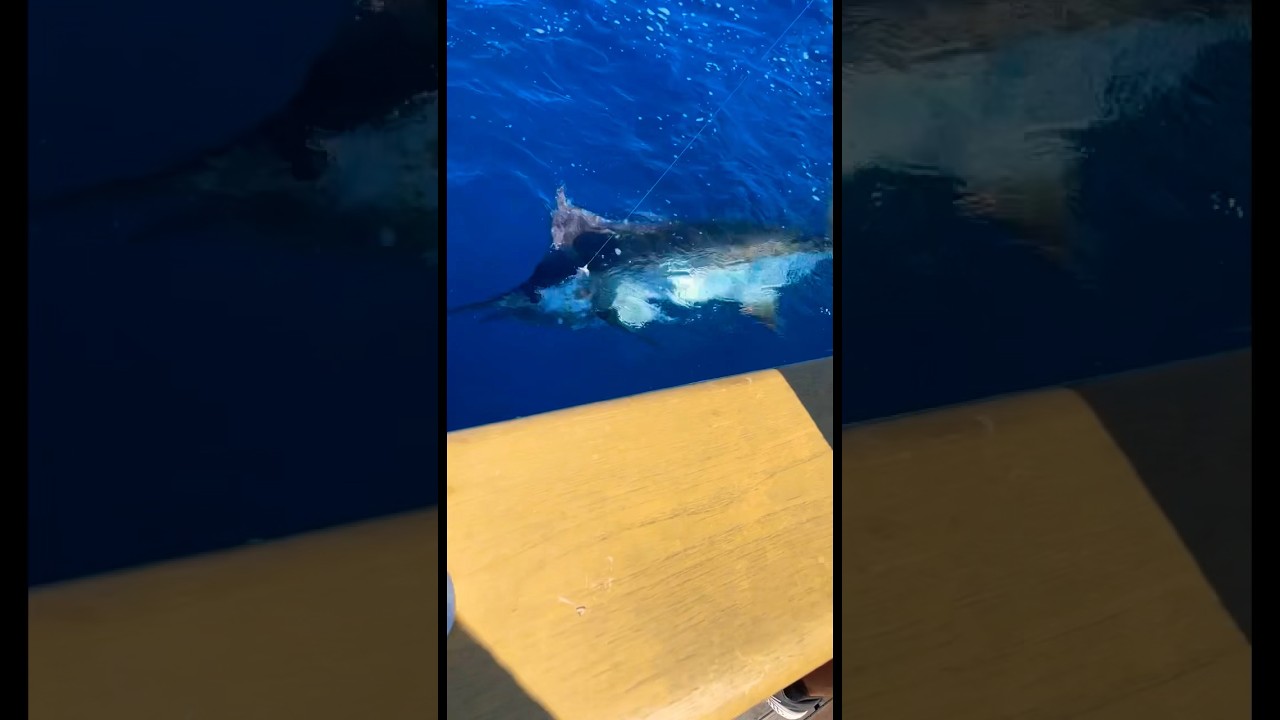 Little fun trip fishing Los Sueños with the fly boats 