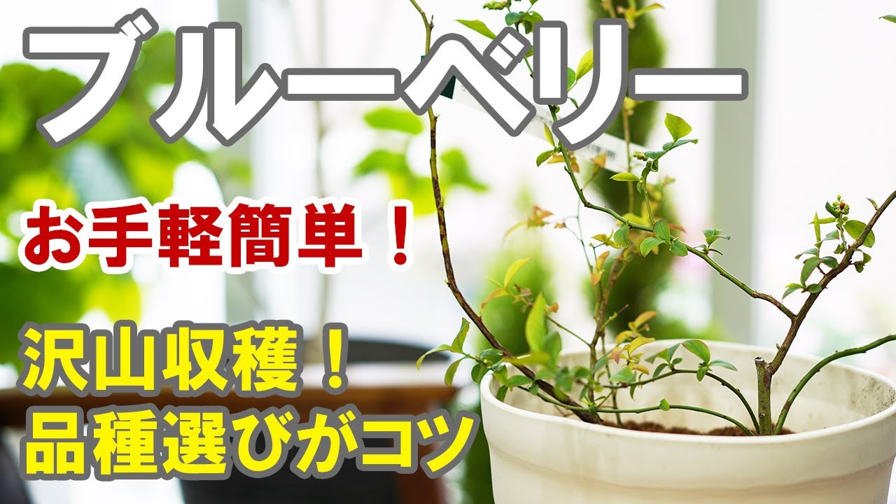 ブルーベリーの育て方 沢山実をつける方法は2本同時植え Youtube