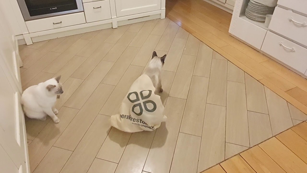 Котоблог дзен