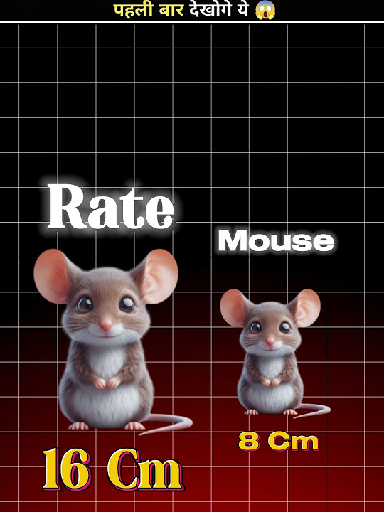 Mouse rate shorts youtube