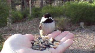 Calling the Chickadee