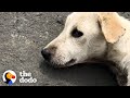 Dog Found Lying In Road Turns Into A Playful Puppy  | The Dodo Foster Diaries