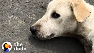 Dog Found Lying In Road Turns Into A Playful Puppy  | The Dodo Foster Diaries