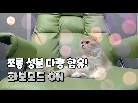 생방송 오프닝을 고양이가 담당하는 채널이 있다? - 따효니의 이모저모