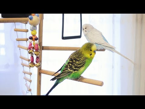 3 Hour Budgie Sounds for Lonely Budgies
