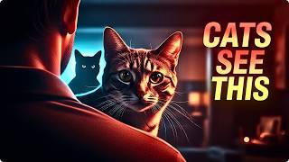 What Cats See Around You… That Science Still Can’t Explain