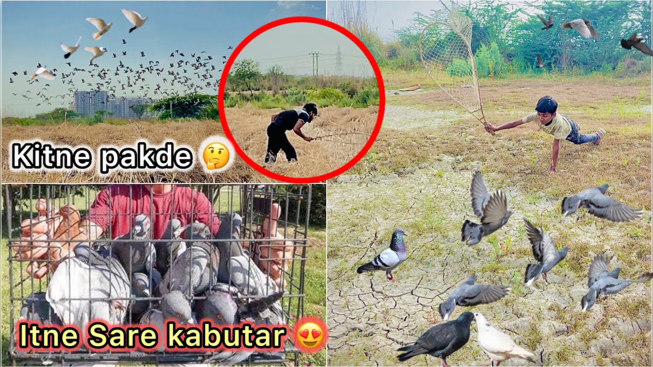 Khet 🌾 Se Pakdne Gaye Kabutar 😍 || Wow Itne Sare Nayab Pigeon 🕊️