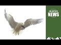 Shooting seagulls: how Natural England has got it wrong