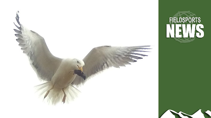 Shooting seagulls: how Natural England has got it wrong