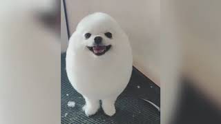 Komik Video Komik Hayvanlar Gülme Garantili Videolar 16