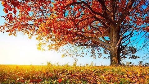 من أروع تلاوات صاحب الحنجرة الذهبية الشيخ عبد الباسط عبد الصمد رحمه الله تعالى
