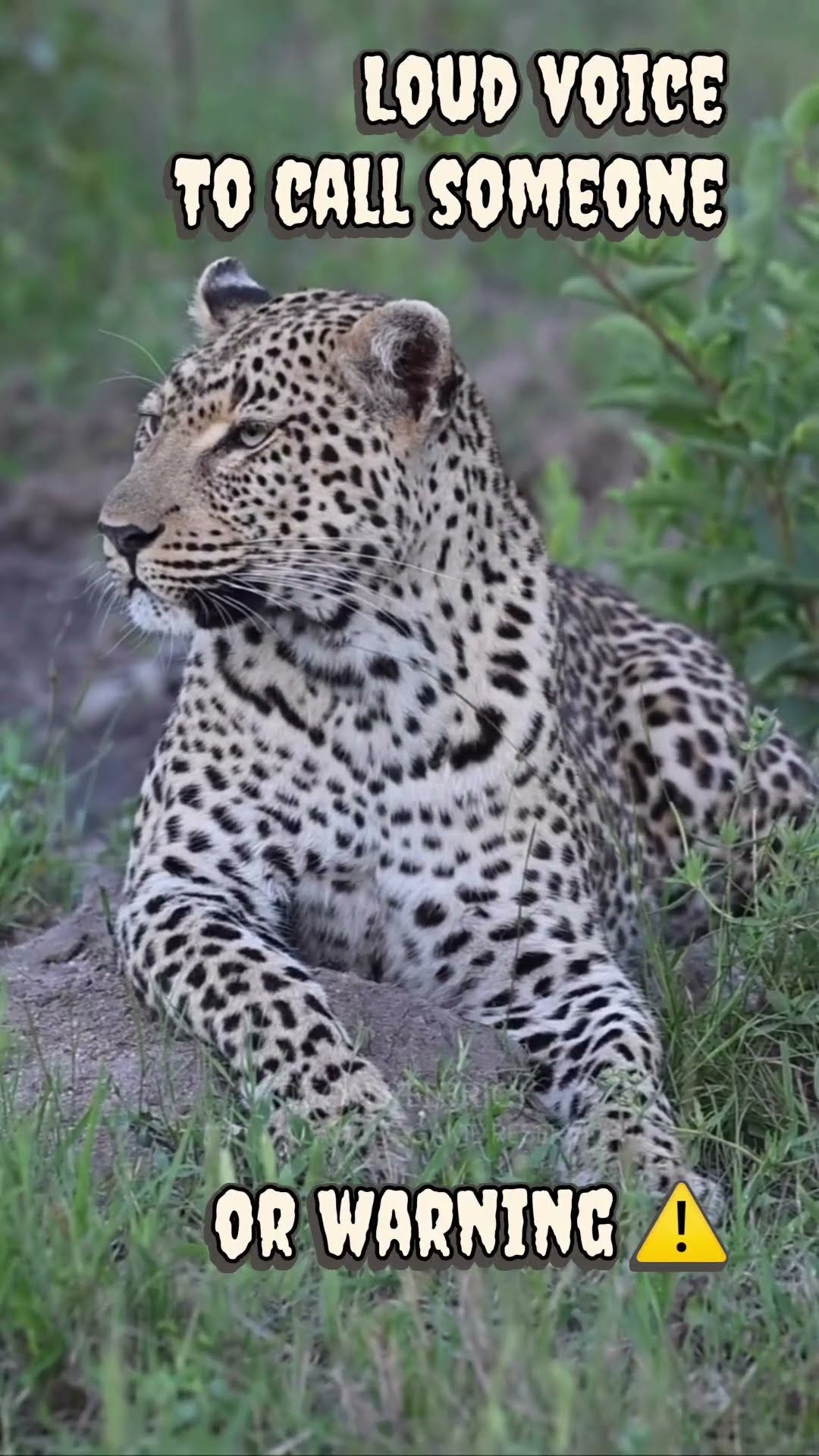 Unraveling Big Cat Calls: Leopard & Tiger Sounds Explained!
