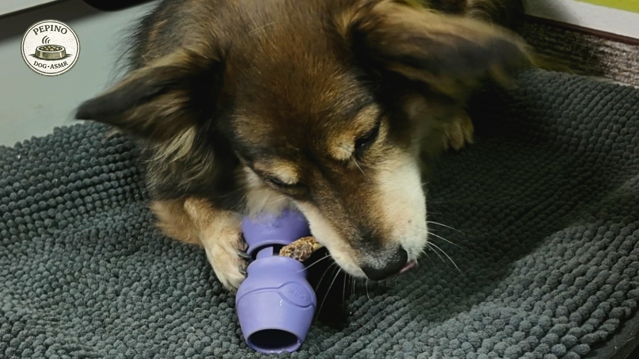 Dog Eating ASMR | 24 Min Calm Chewing (Chicken Chew)