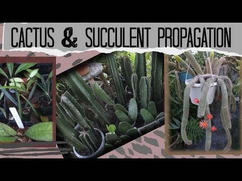 Video: Peruvian cereus cactus: pangangalaga, larawan