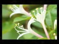 忍冬(すいかずら)/Mayu
