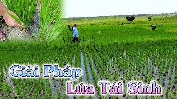 Linh Philip || Giải Pháp Lúa Siêu Tiết Kiệm, Không Cần Phải Cấy Mà Vẫn Có Lúa Để Ăn???