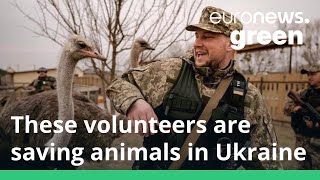 Meet the volunteers saving Ukraine’s animals from the horrors of war