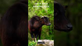 banteng terkecil, anowa, bull #facts #factanimals #anoa #bull #fakta #hewan