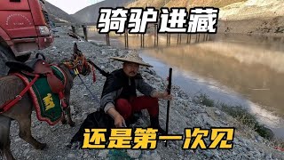 西藏旅行交通工具多样化，偶遇安徽大侠，1万多块买头骑驴进西藏