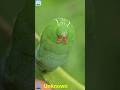 A GREEN CATERPILLAR WITH A BIG SURPRISE! #nature #insects #cuteanimals #closeup #macrovideo