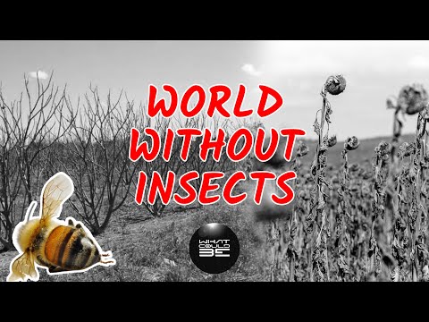 Too Many Insects What Would Happen If The Population Of Insects Decreased