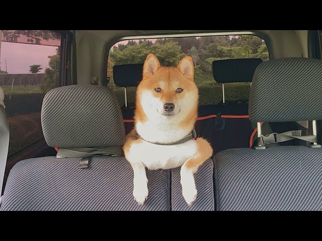 柴犬Qちゃんといく初車中泊キャンプ