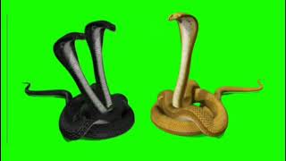 Naagin 3 Shesha Vs Shivangi Green Screen