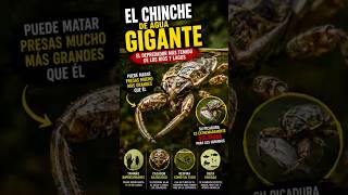 El CHINCHE de AGUA GIGANTE #chinchedeagua #insectos #naturaleza #animalesasombrosos #curiosidades