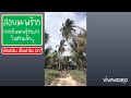 สอยมะพร้าว🌴🥥 | มะพร้าวแกง ต้นสูงมากๆ