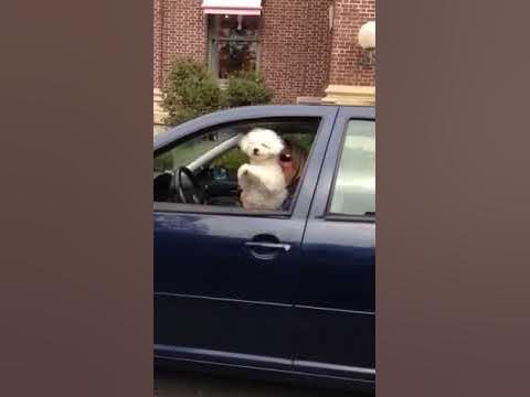 Dog Waving From The Car Next To Us - Youtube