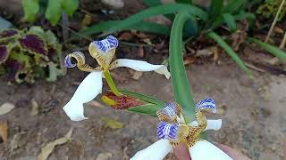 rotina da minha manhã molhei  as minhas plantas